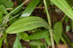 Green fringed orchid